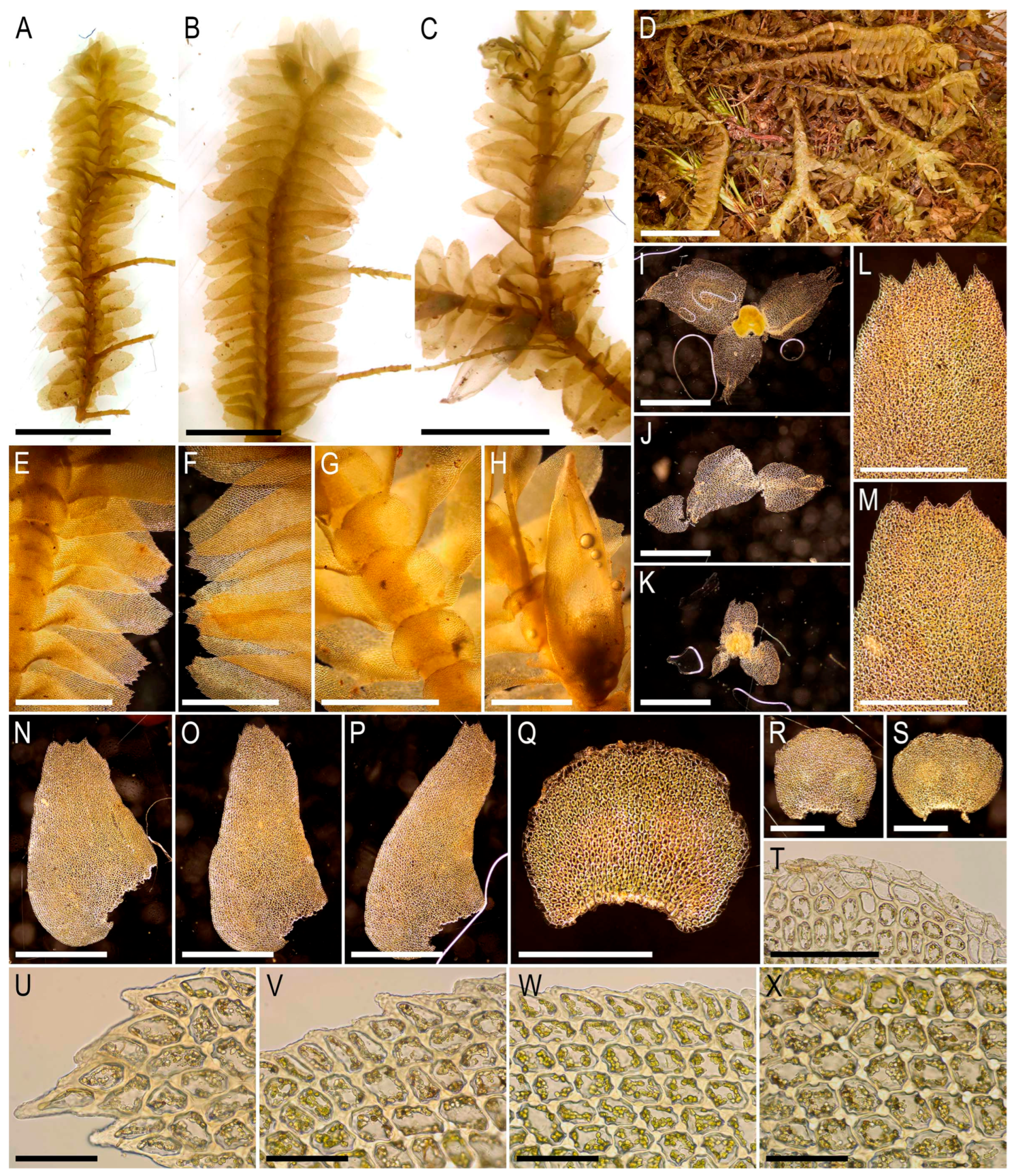 Plants 15 01136 g012
