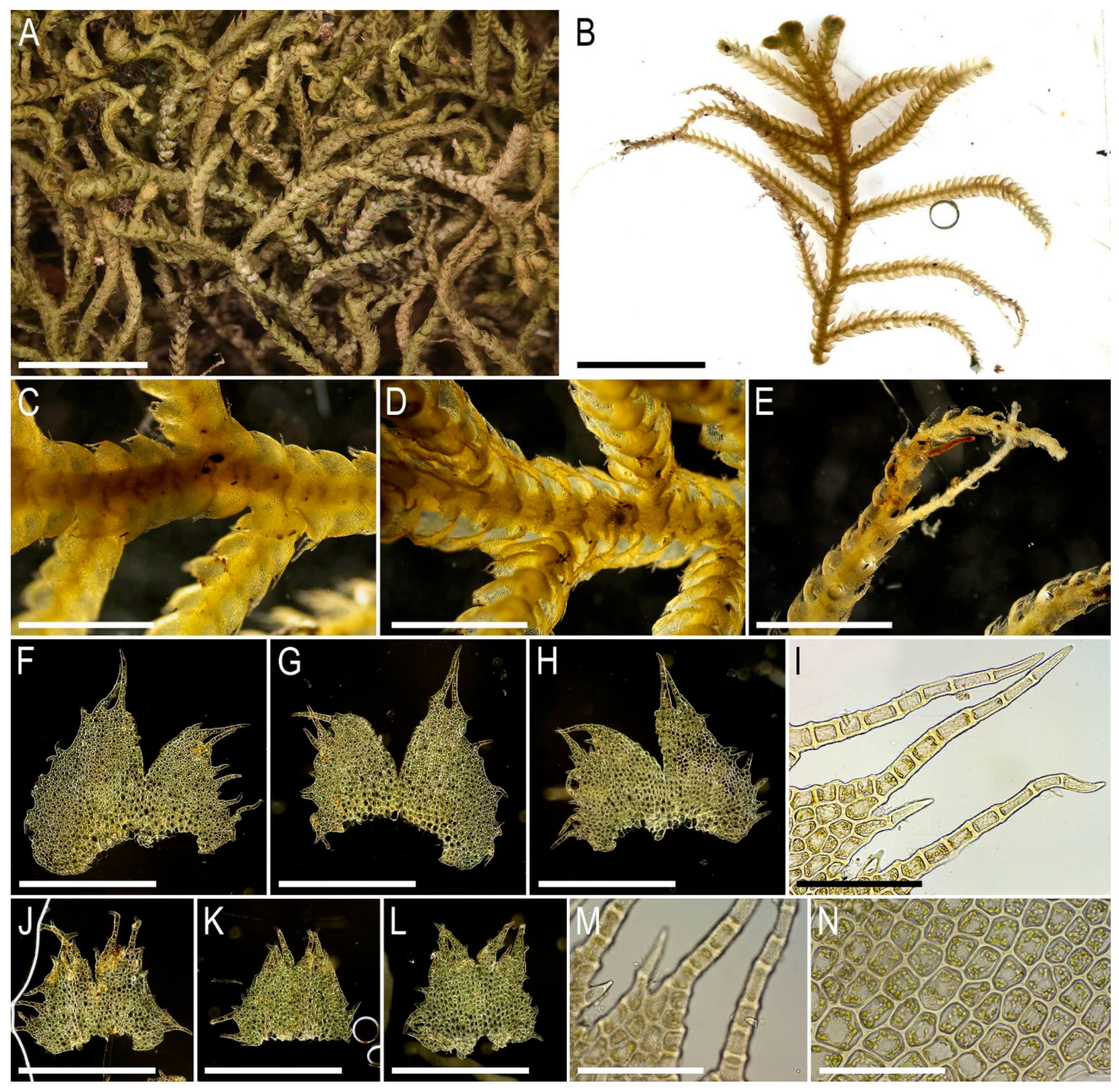 Plants 15 01136 g021