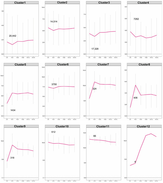 Transcriptomic and Functional Characterization of ClHsf8 Reveals