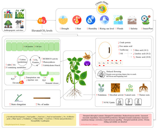 Breeding Climate-Resilient Soybeans for 2050 and Beyond