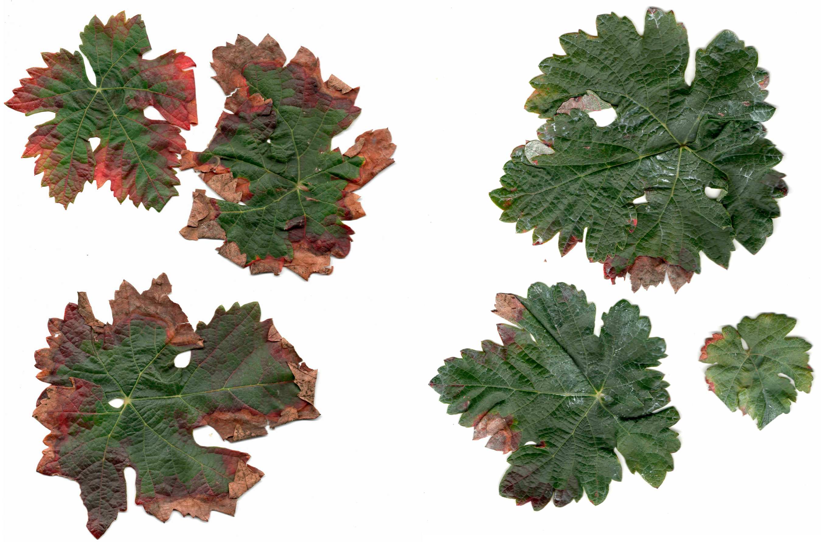 Plants 15 01276 g004 Plants 15 01276 g004