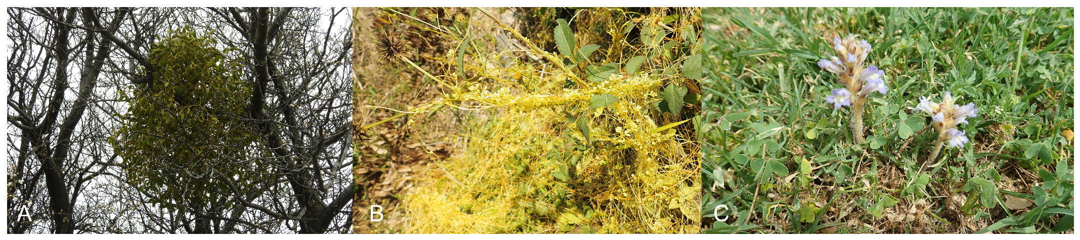 Plants 15 01359 g001