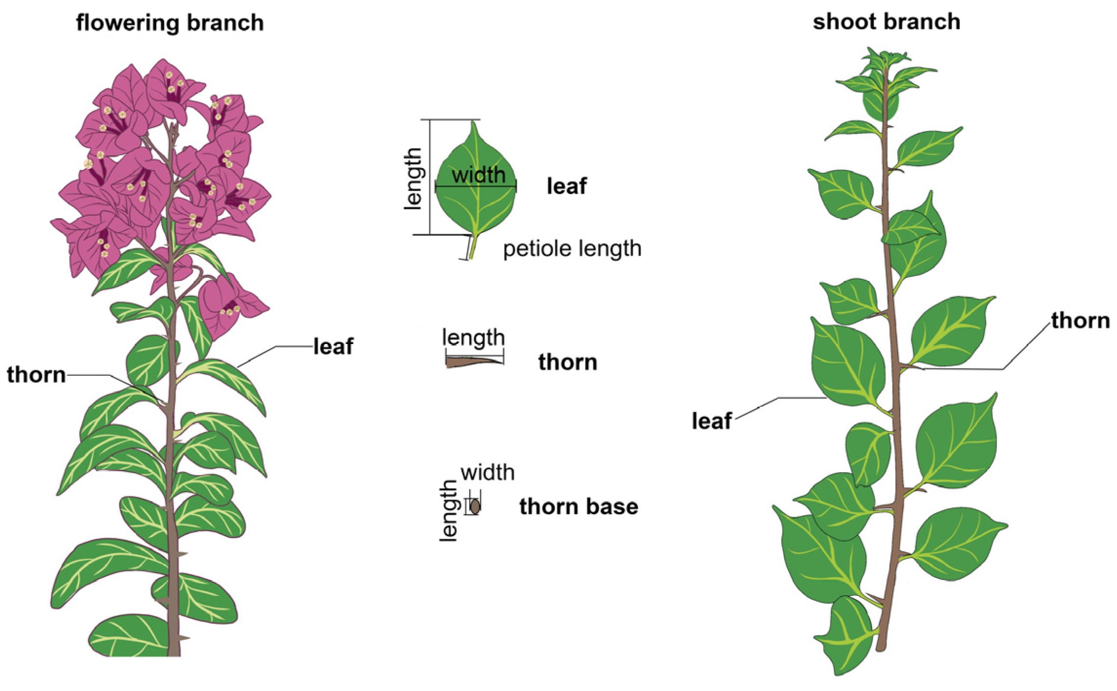 Plants 15 01373 g001 Plants 15 01373 g001