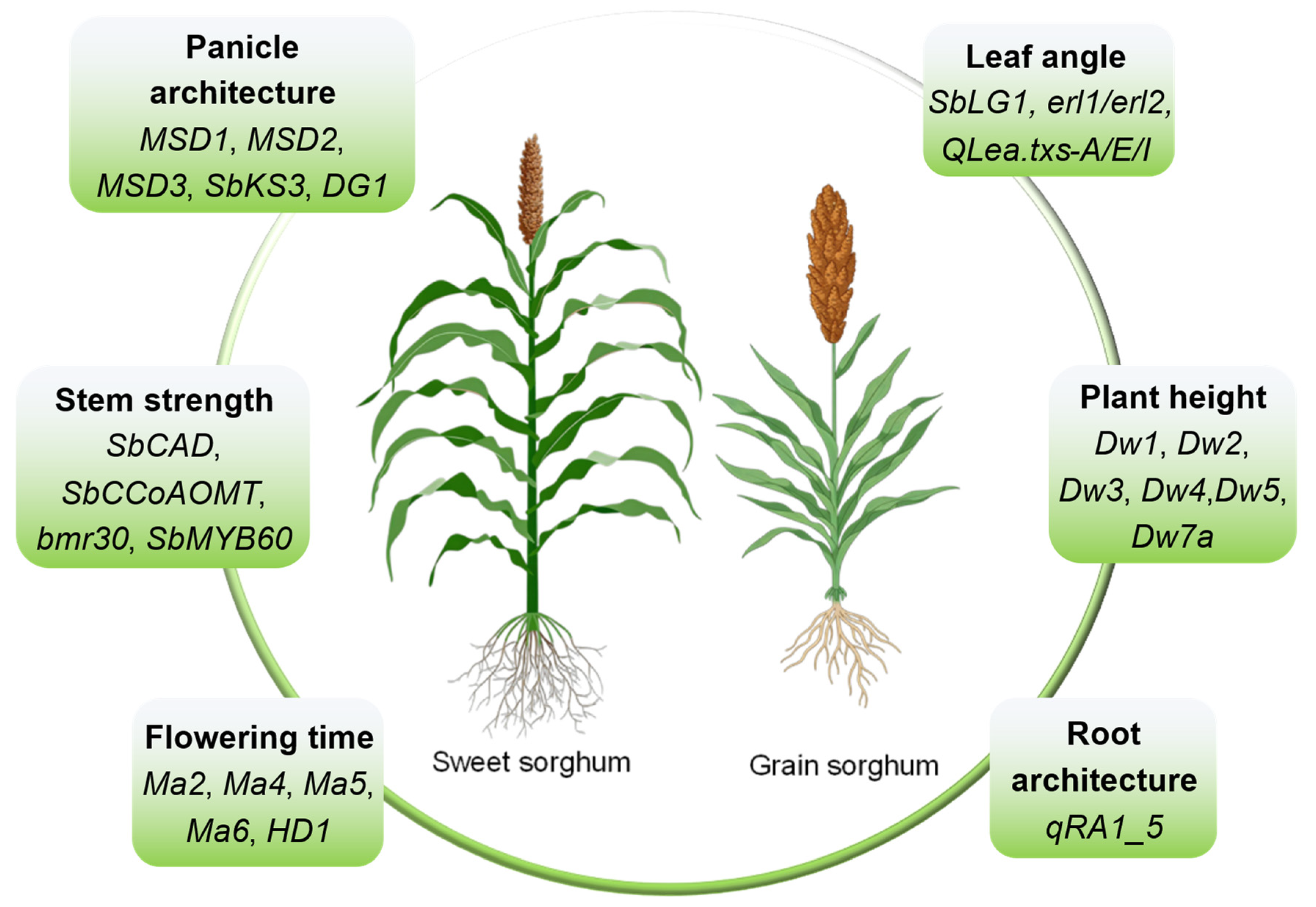 Plants 15 01445 g003
