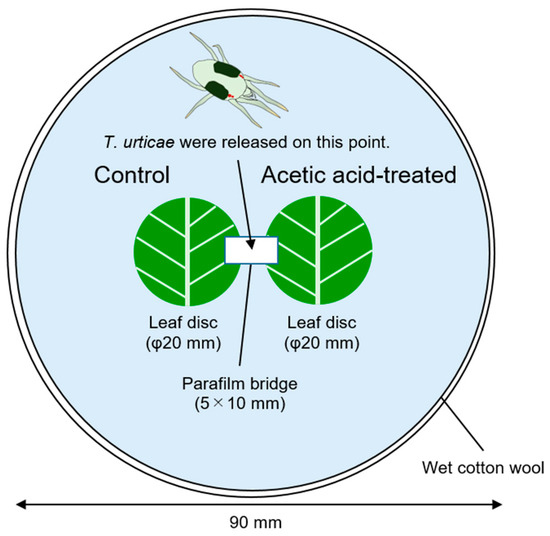 Acetic Acid-Treated Common Beans Attenuate the Host Plant Preference of  Spider Mites