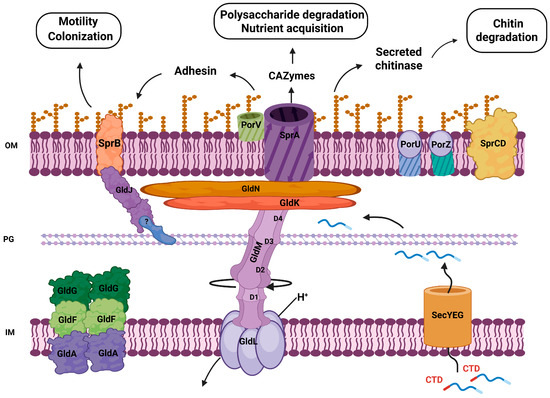 Bioprospecting of the Phylum Bacteroidota for Sustainable Agriculture
