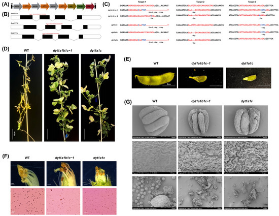 GmTGA9-GmDYT1 Regulates Anther Wall Development to Affect Male