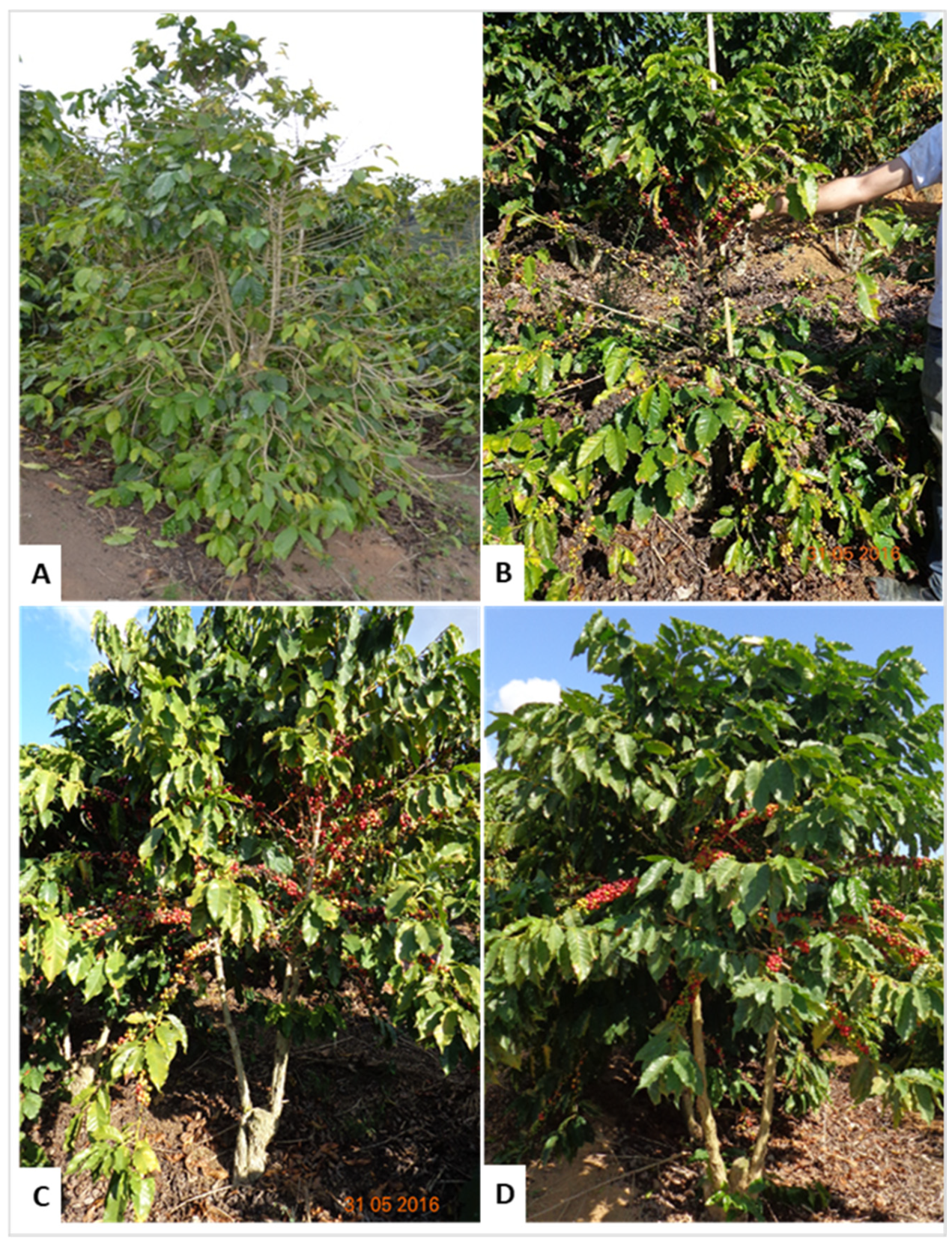 Plants 15 01597 g001 Plants 15 01597 g001
