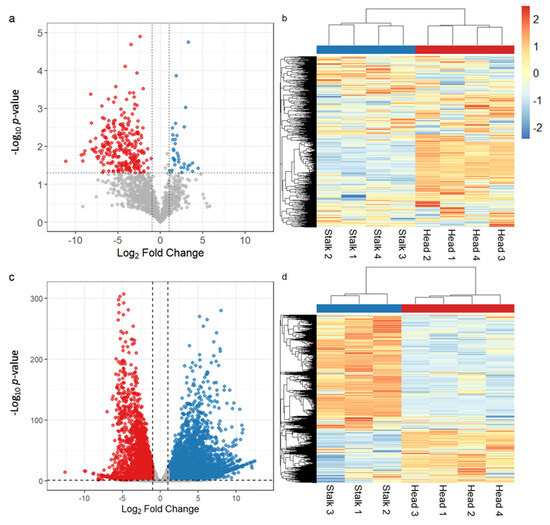 Heads Up: Transcriptomics Reveal Functional Roles of Cannabis Glandular Trichome Stalks Heads Up: Transcriptomics Reveal Functional Roles of Cannabis Glandular Trichome Stalks