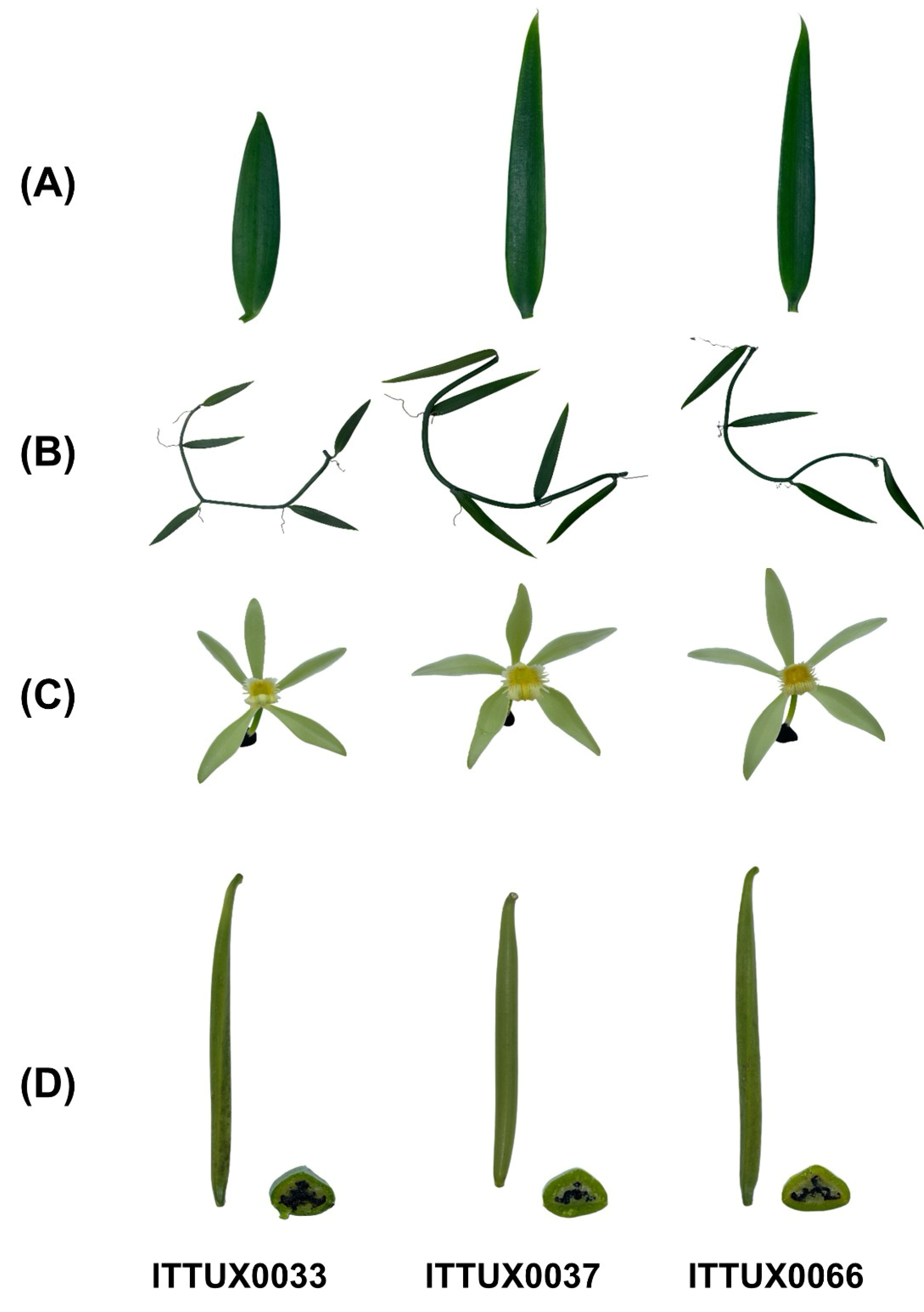 Plants 15 01661 g001 Plants 15 01661 g001