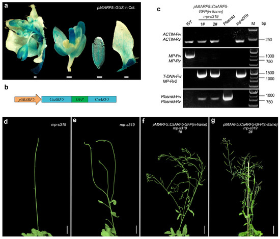 Genome-Wide Identification and Expression Analysis of the ARF Gene ...