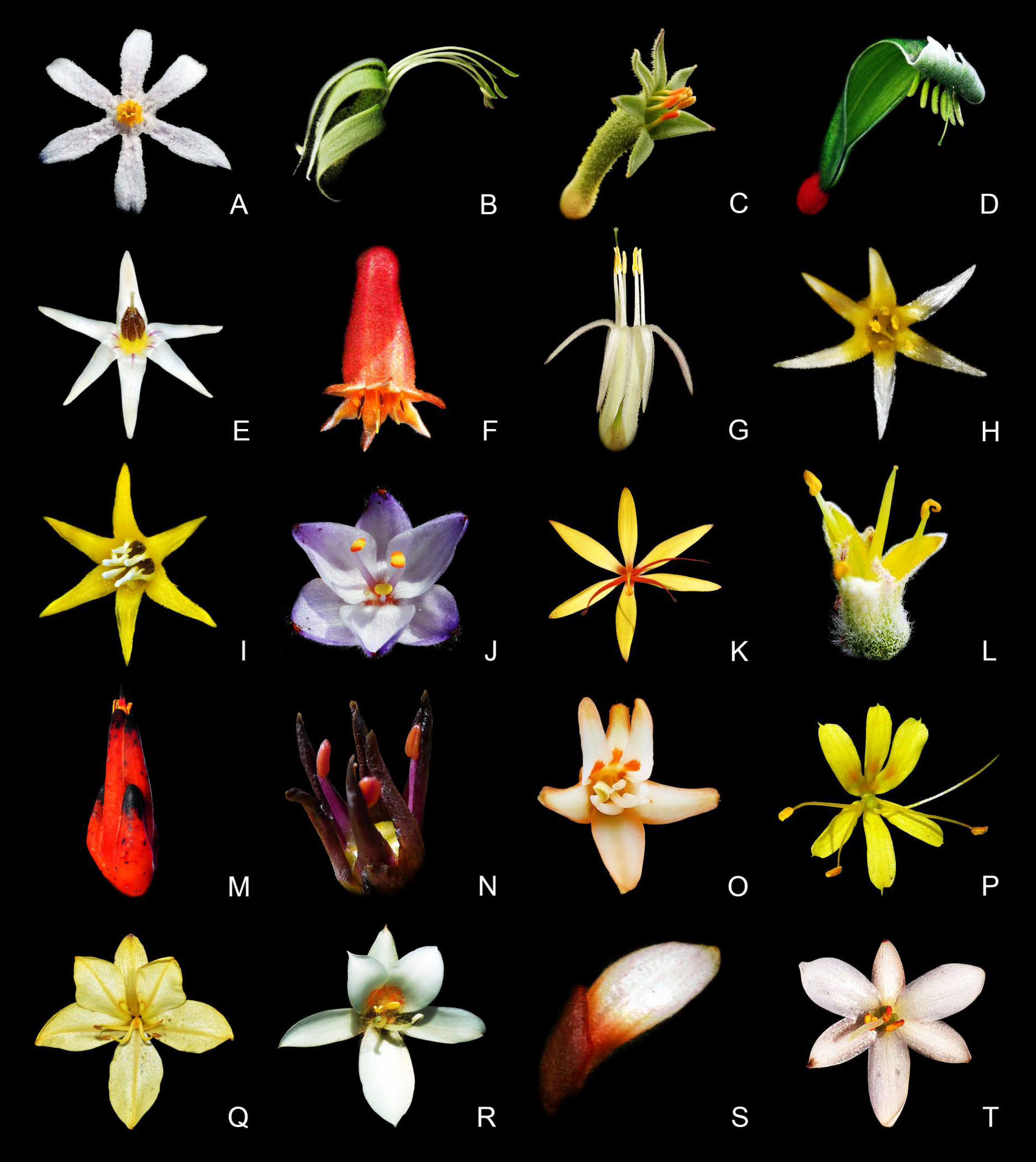 Plants 15 01738 g015
