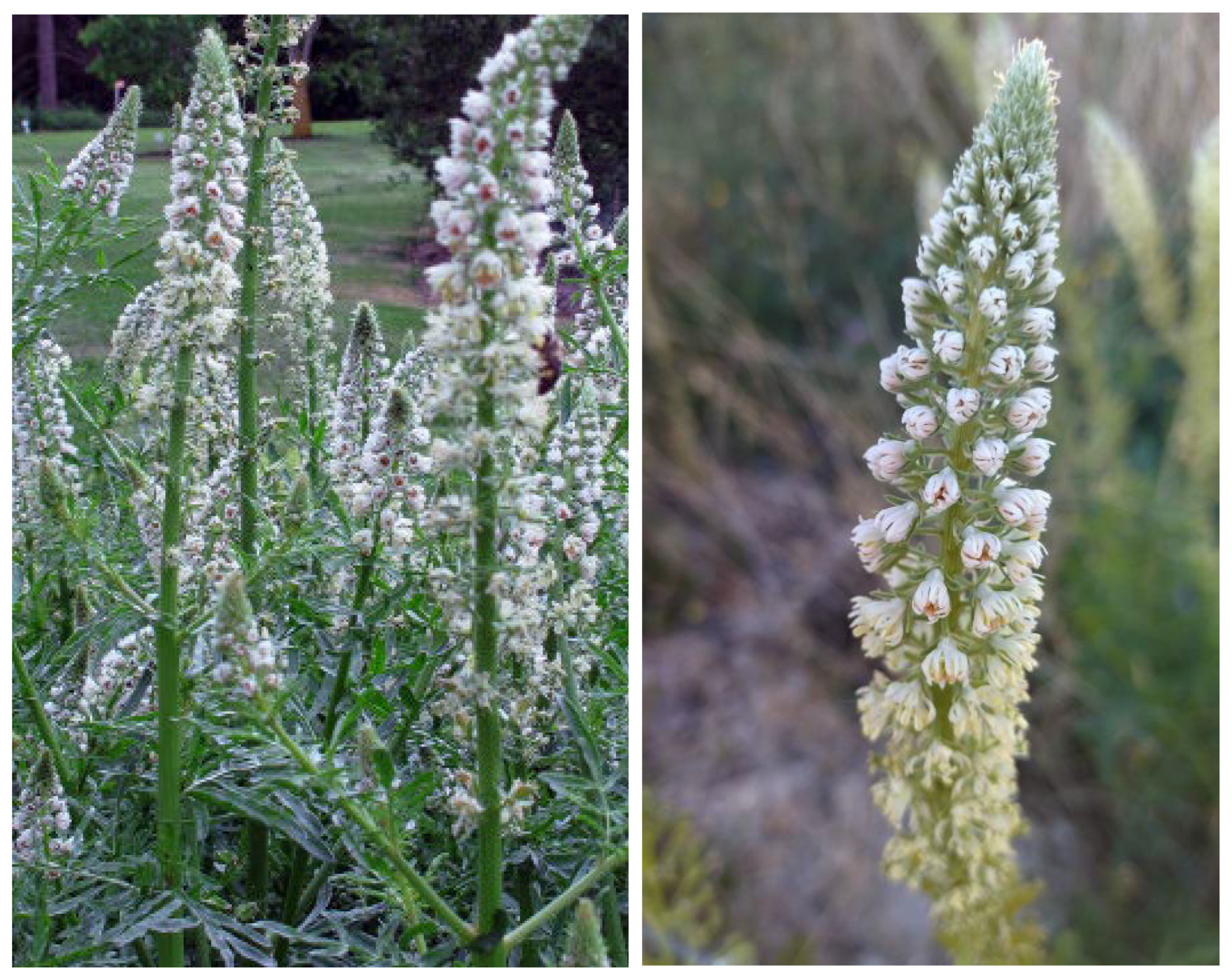 Plants 15 01821 g007 Plants 15 01821 g007