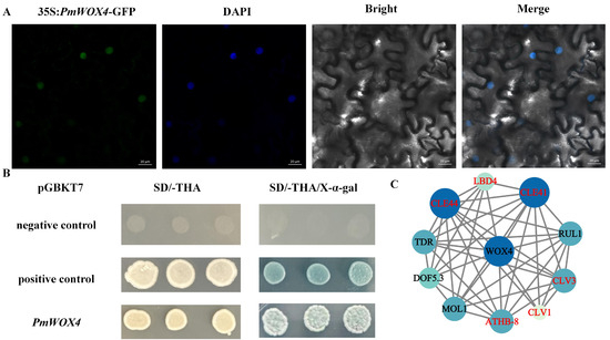 Genome-Wide Characterization of the WOX Gene Family and