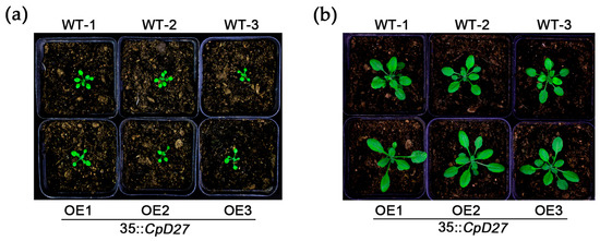 The DWARF27 Gene from Wintersweet (Chimonanthus praecox) Encodes