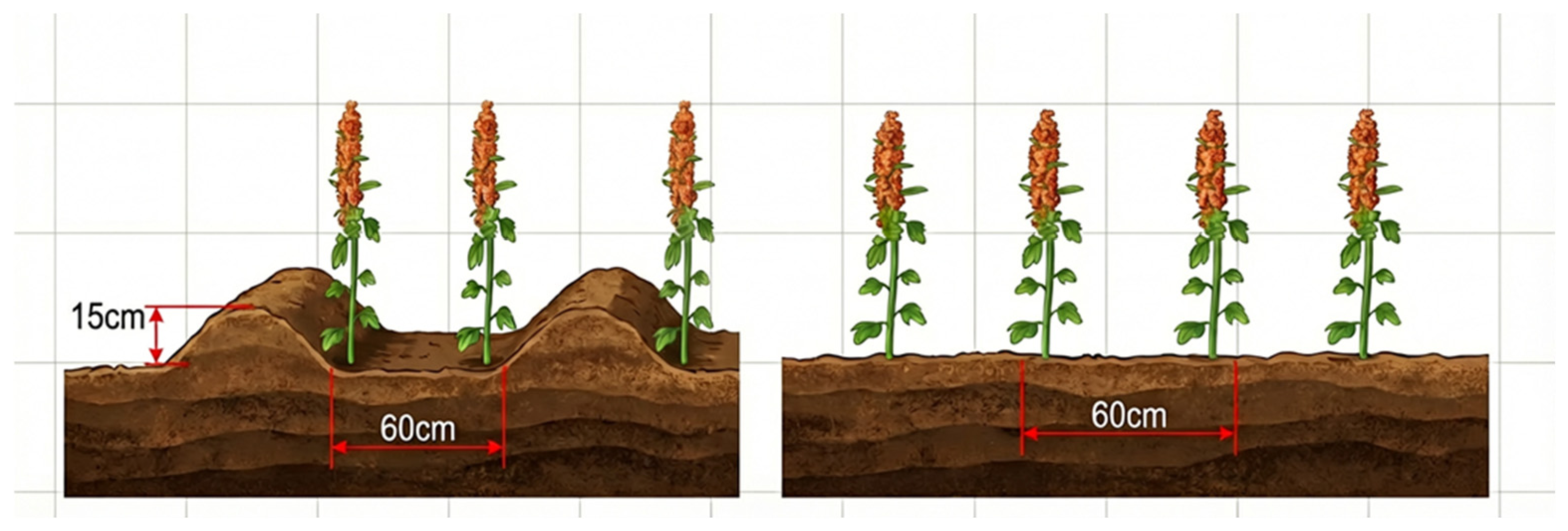 Plants 15 01956 g008