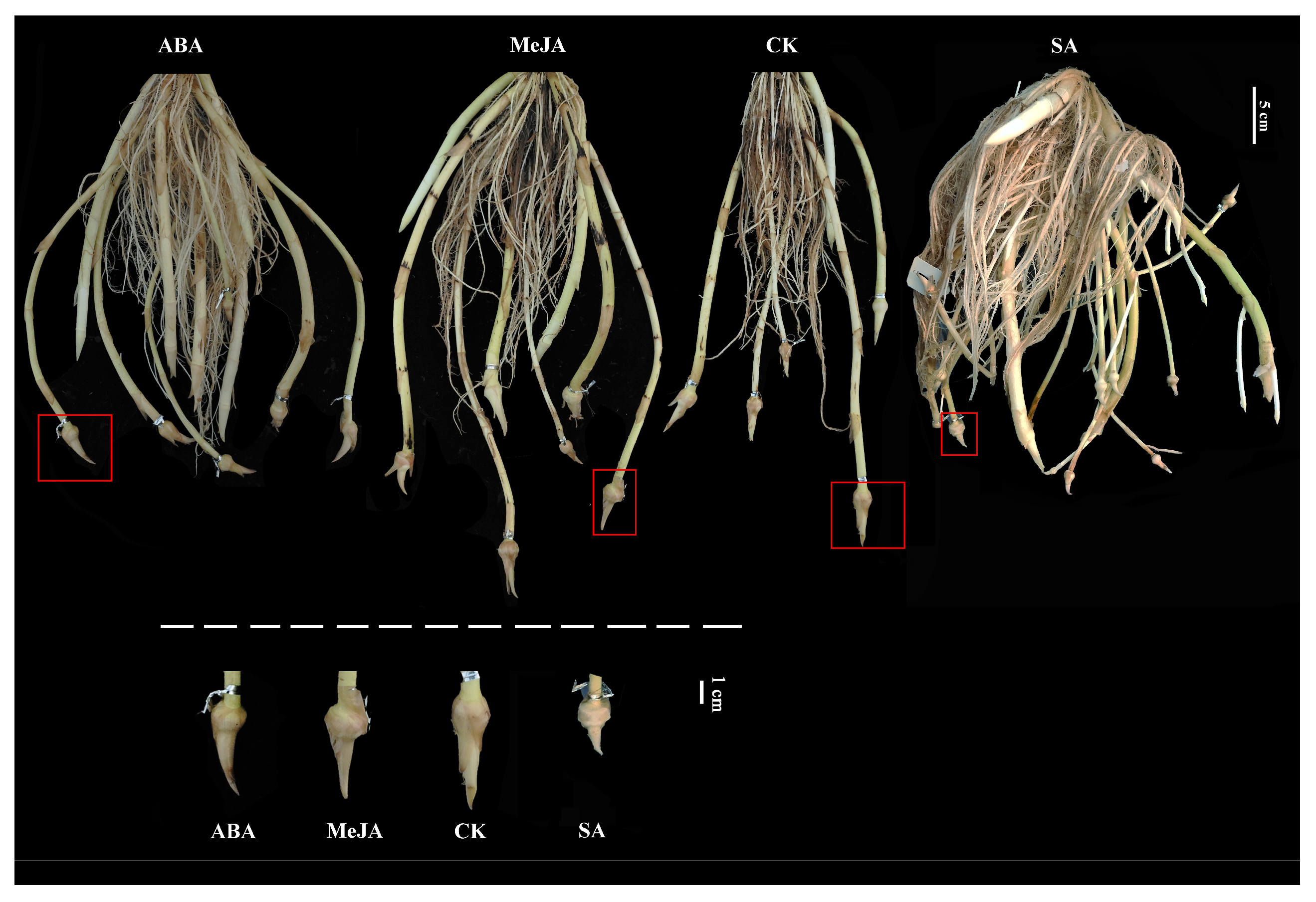 Plants 15 01984 g002 Plants 15 01984 g002