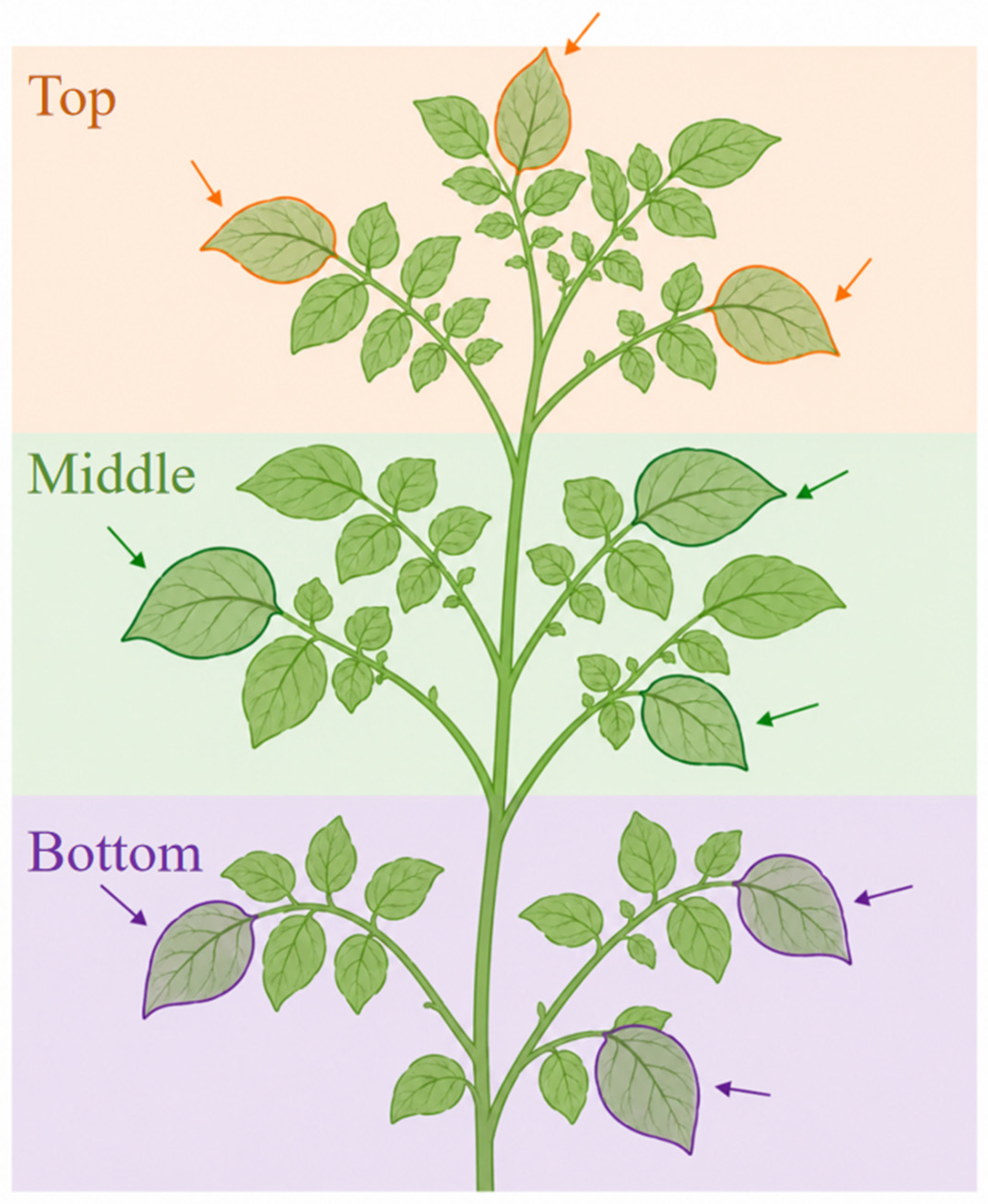 Plants 15 02045 g006