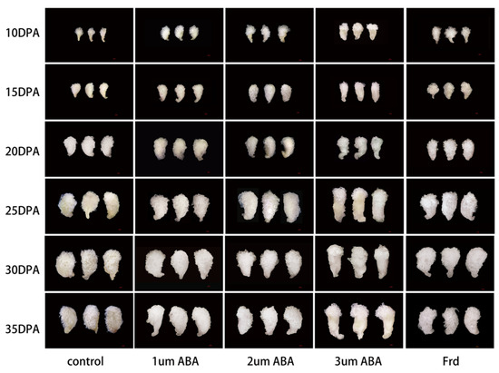 12345様 Functional Characterization of GbERF13 Reveals Its Role in ABA