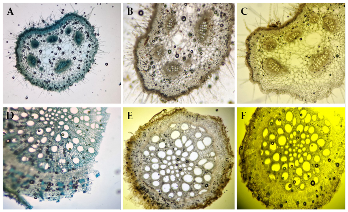 Plants 15 02110 g006
