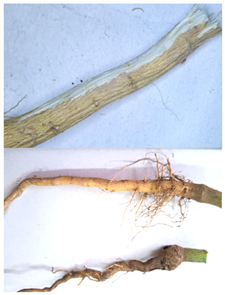 Plants 15 02110 i010