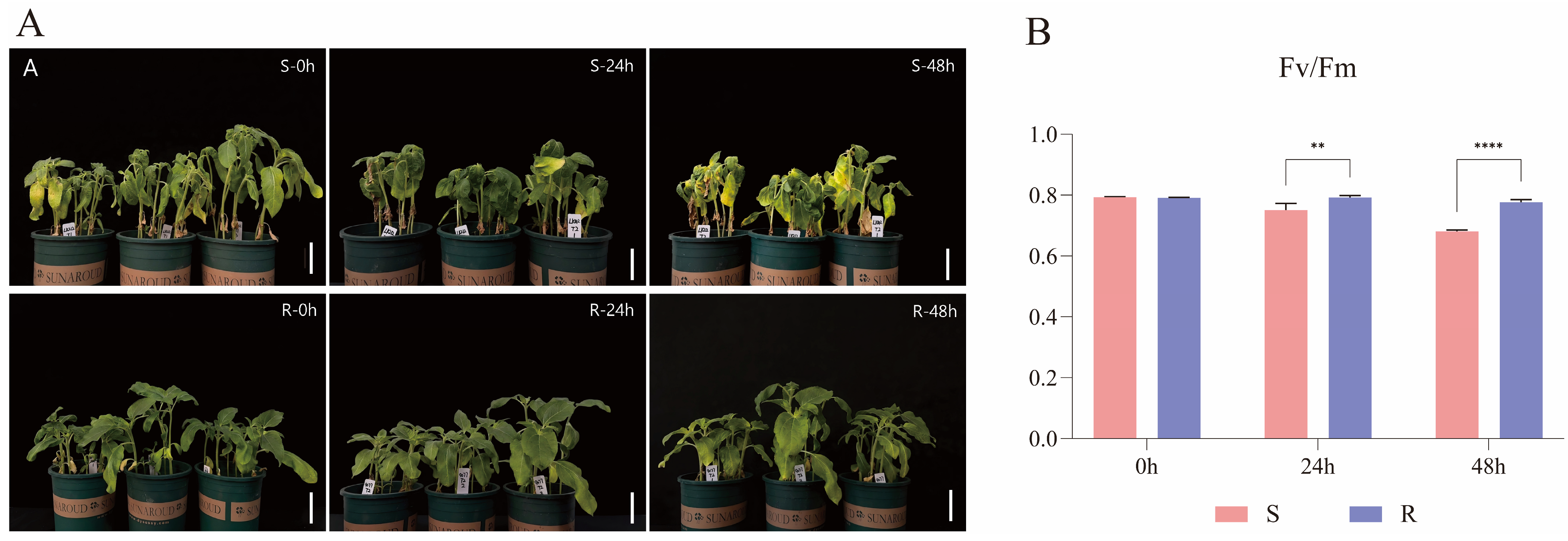 Plants 15 02113 g010