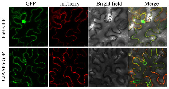 Identification of Pepper AAP Gene Family and Functional