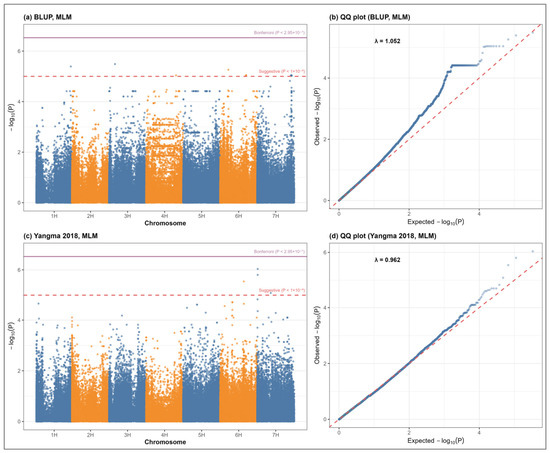 Genetic Architecture of Grain Protein Content in Hulless Barley: Insights from Multi-Environment GWAS