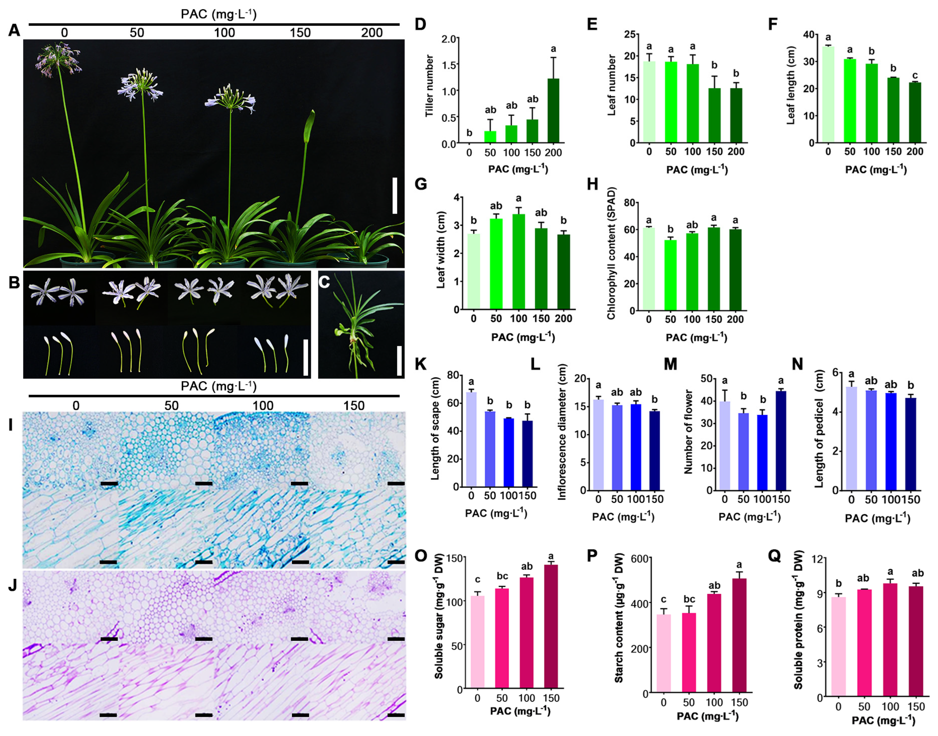 Plants 15 02699 g001 Plants 15 02699 g001