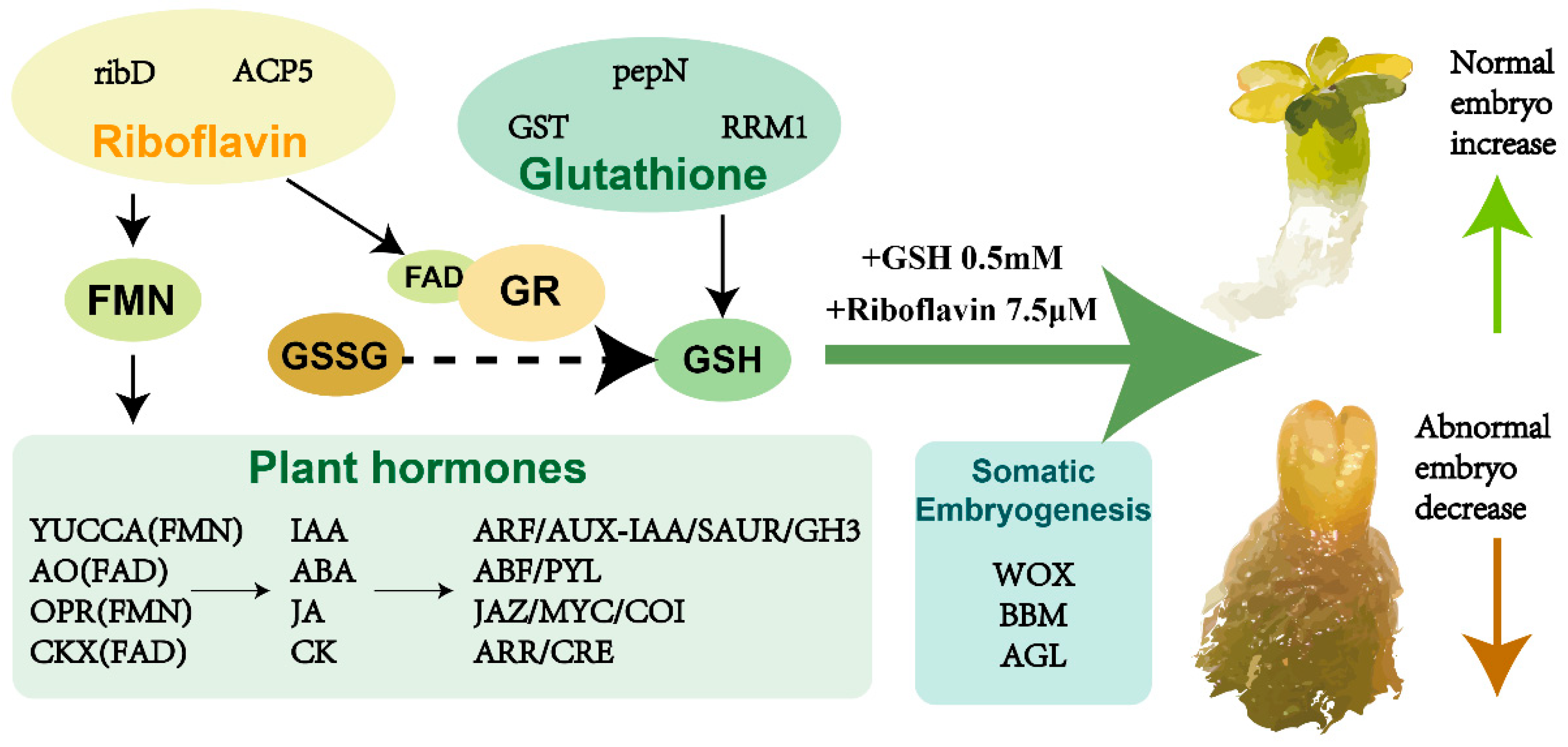 riboflavin glutathione Synergistic Promotion of Somatic Embryogenesis in Pinus elliottii by Reduced and glutglowing serum People who receive regular 尺寸:5 公斤（11 磅）
