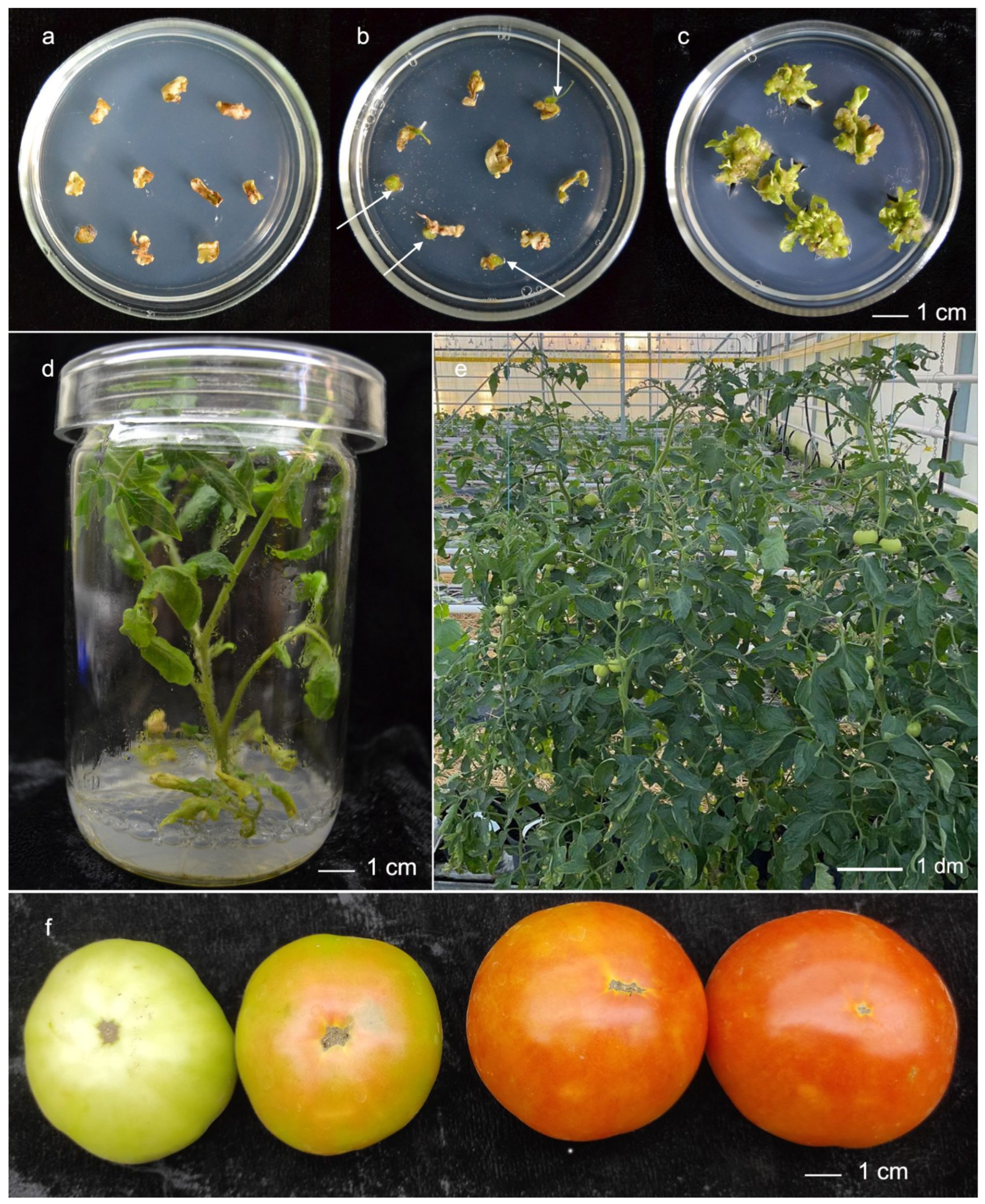 Plants 15 02849 g001