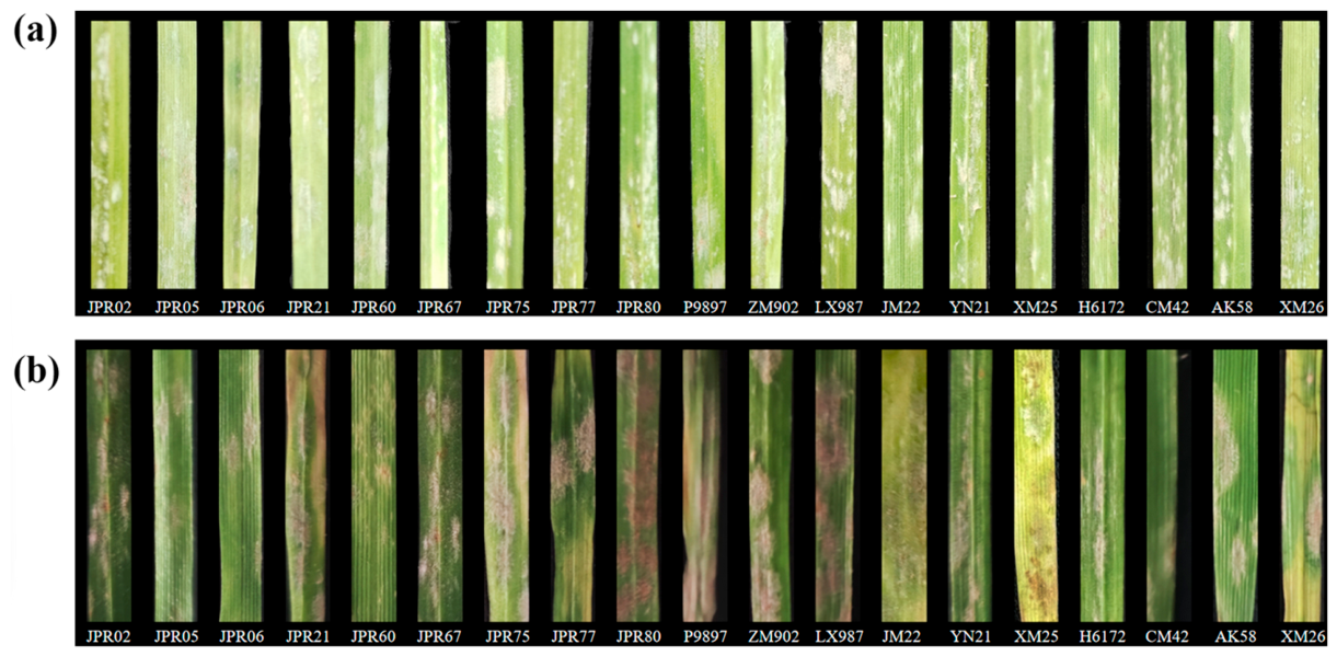 Plants 15 02859 g004 Plants 15 02859 g004