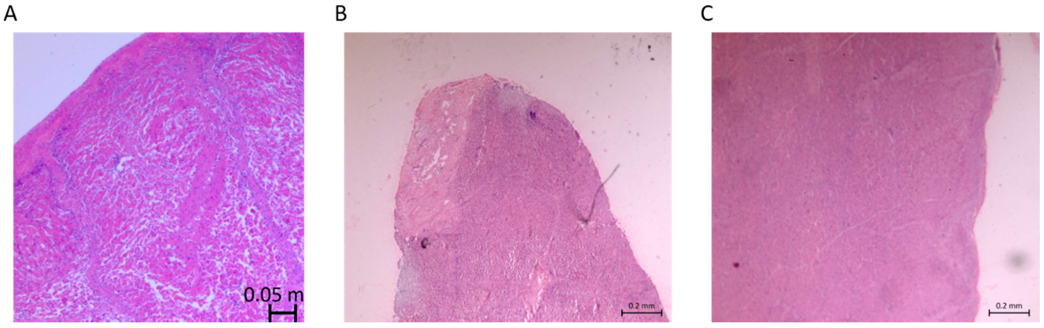 Plasma 01 00017 g008 Plasma 01 00017 g008