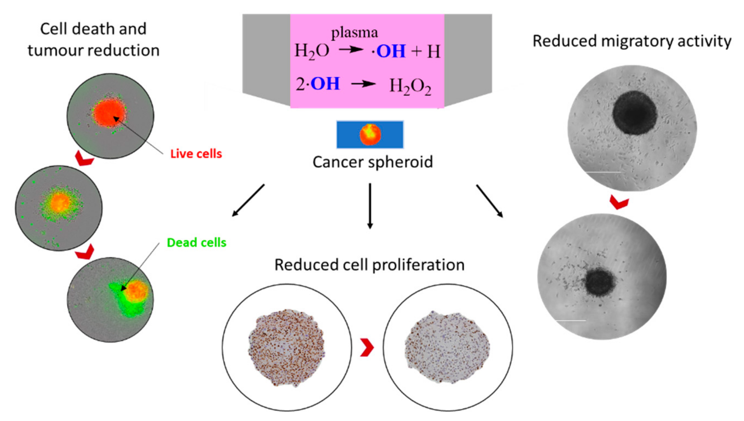 Plasma 02 00023 g002