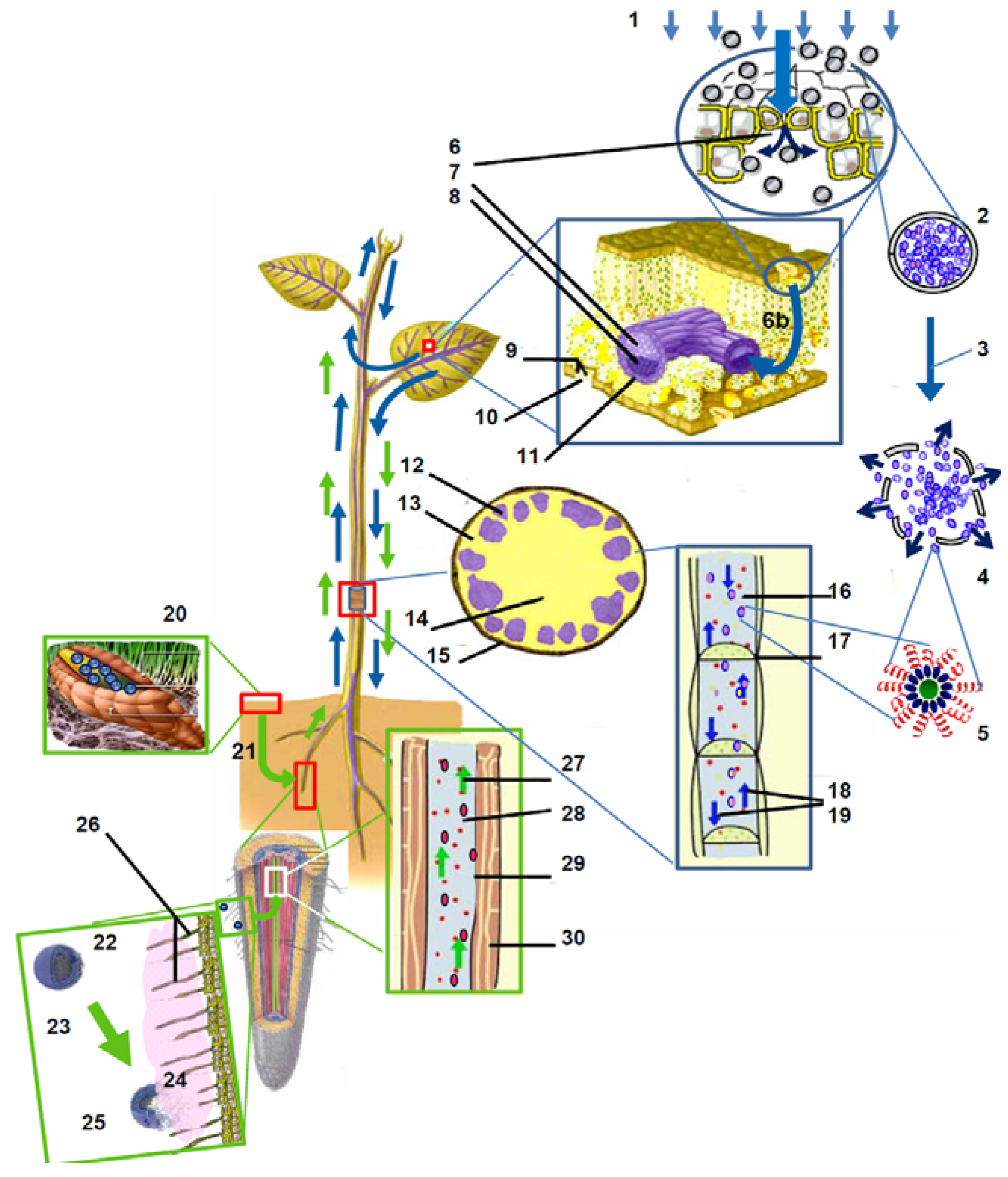 Polymers 02 00229 g002