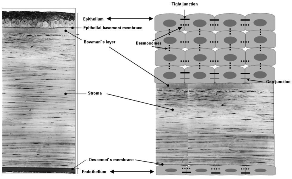 Polymers 03 00193f3 1024