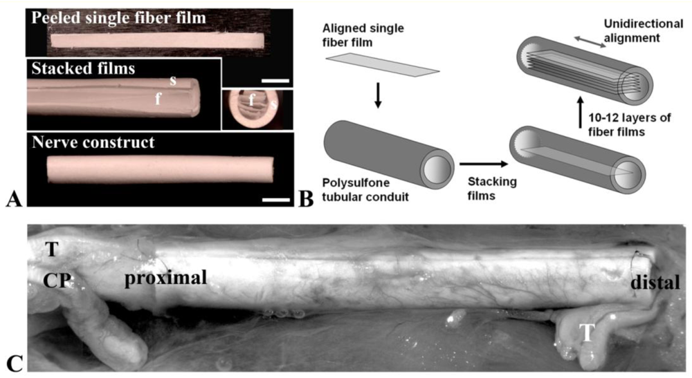 Polymers 03 00413f5 1024