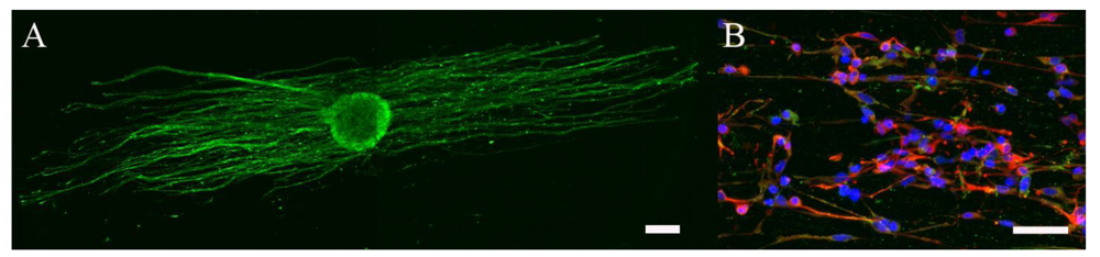 Polymers 03 00413f6 1024