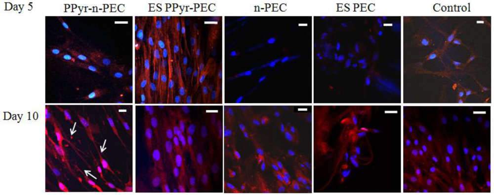 Polymers 03 00527f5 1024
