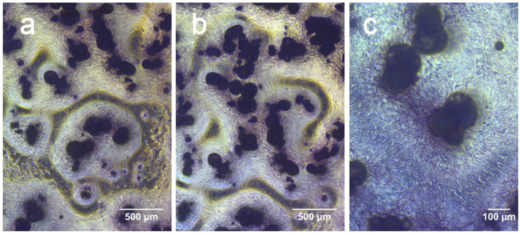 Polymers 03 00571f7 1024
