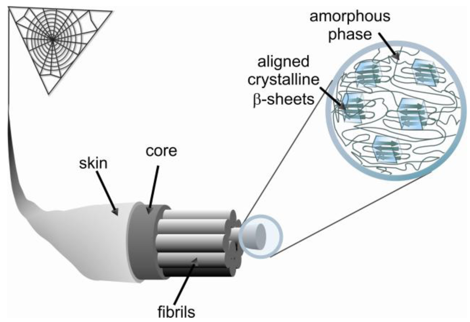 Dragline Spider-Silk: Biomimicry and Properties 