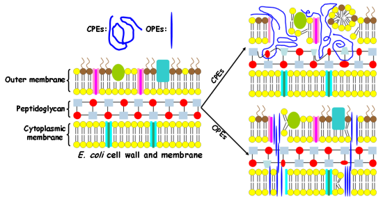 Polymers Free Full Text Dark Antimicrobial Mechanisms Of Cationic Phenylene Ethynylene Polymers And Oligomers Against Escherichia Coli Html