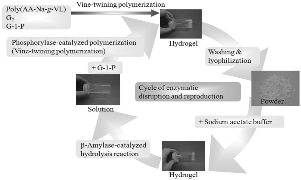 Polymers 04 00116 g012 1024