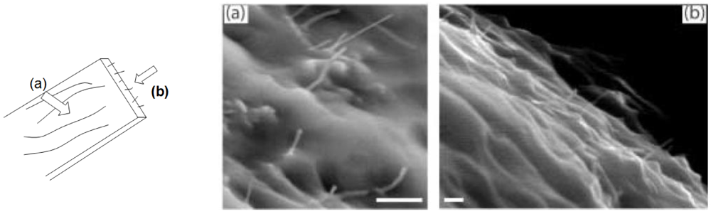 Polymers 04 00316 g003