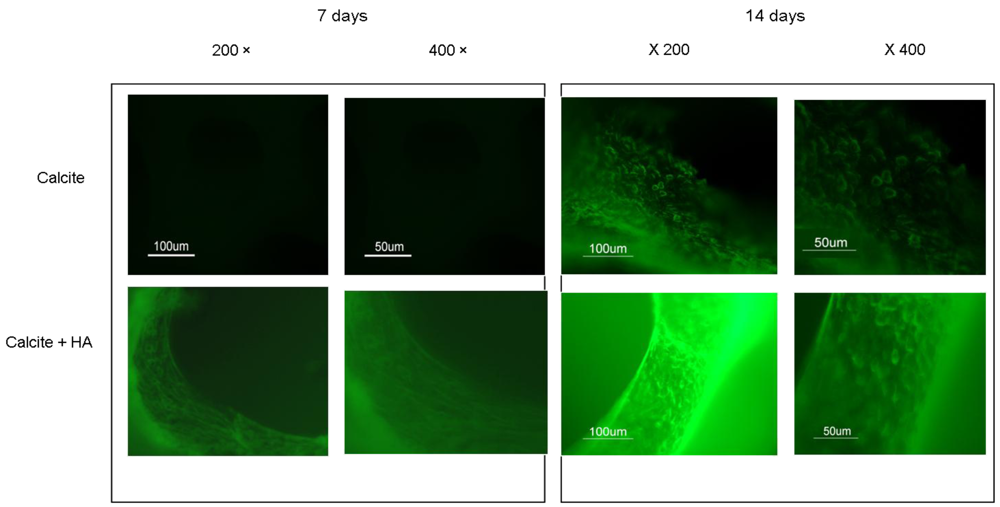 Polymers 04 01065 g006 1024