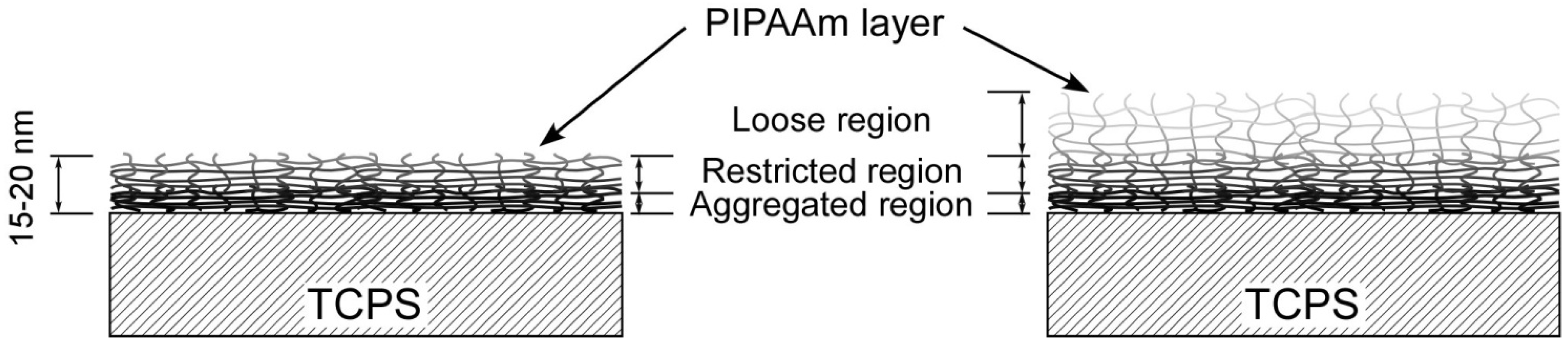 Polymers 04 01478 g002