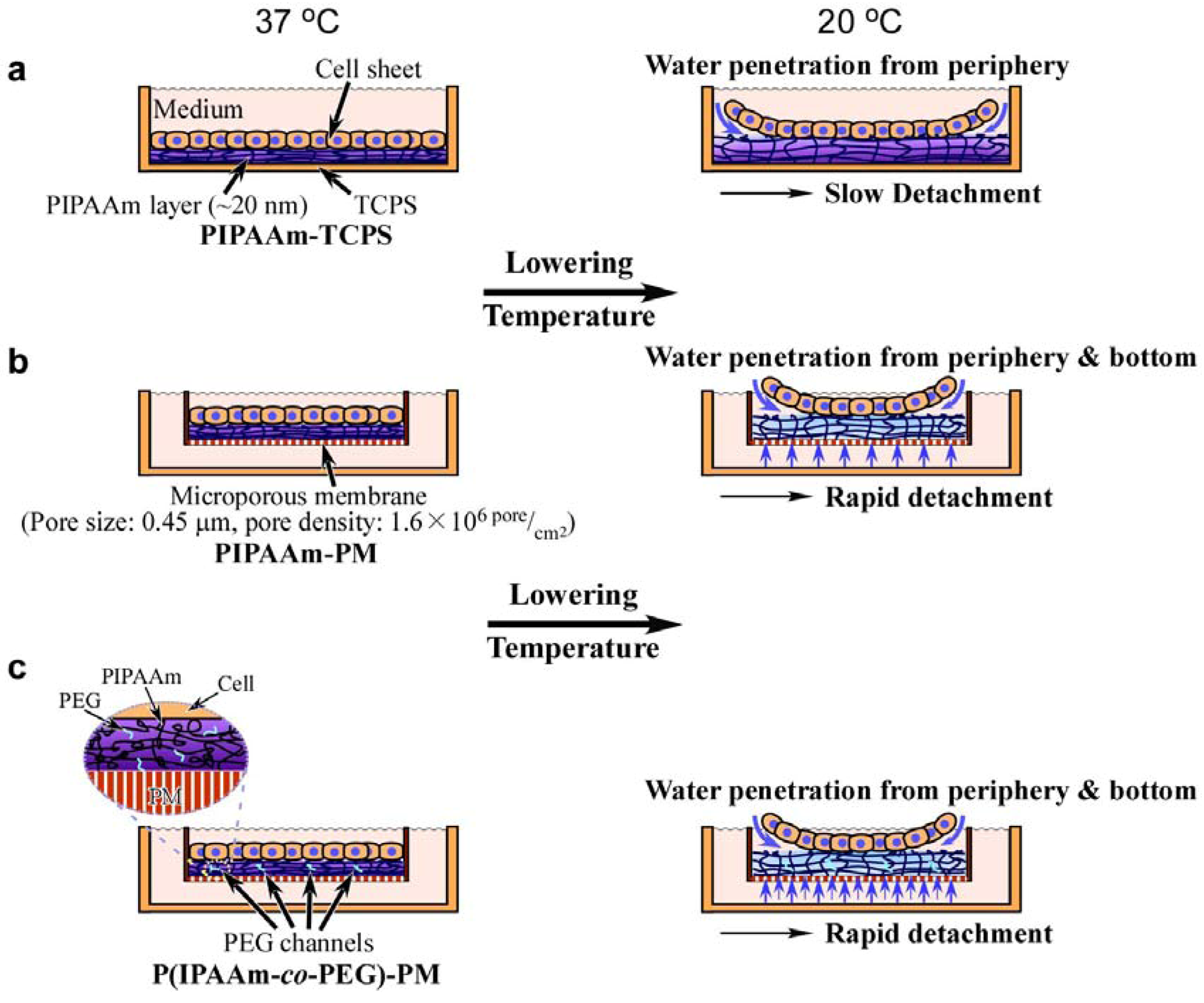 Polymers 04 01478 g004