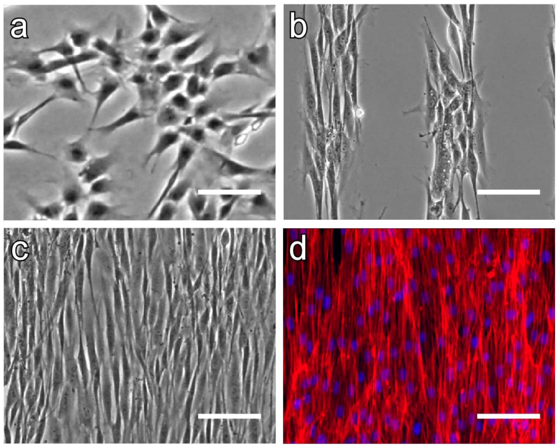 Polymers 04 01478 g012