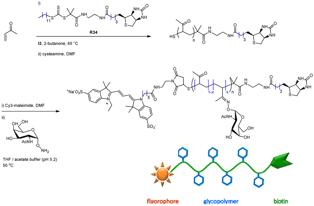 Polymers Free Full Text Synthesis Of Glycopolymer Architectures By Reversible Deactivation Radical Polymerization Html