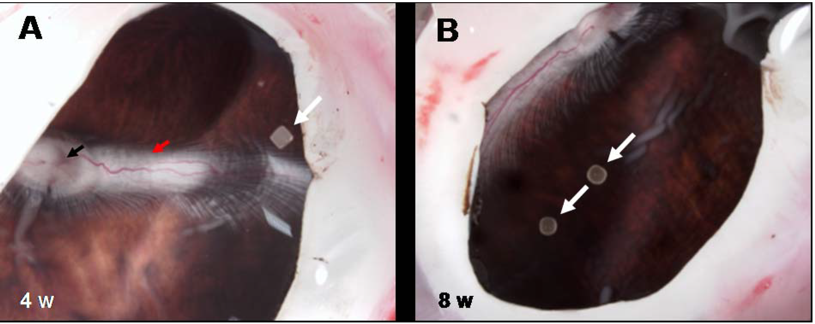 Polymers 06 00243 g012 1024
